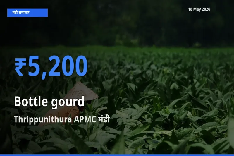 Thrippunithura APMC मंडी में आज लौकी के सबसे ऊँचे दाम दर्ज