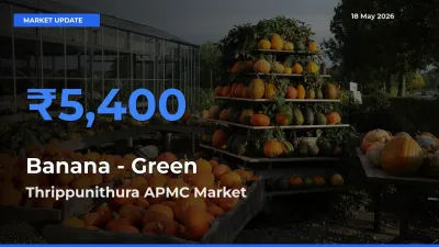 Thrippunithura APMC Offers ₹5,400 – Highest Banana - Green Rate Today