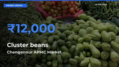 Farmers Prefer Chengannur APMC as Cluster beans Hits Highest Rate