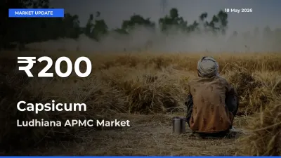 Capsicum Mandi Rate Today: 30-Day Low Recorded in Ludhiana APMC
