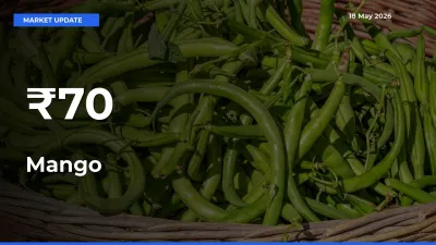 Mango Mandi Prices Move in Sync Across Major Markets Today