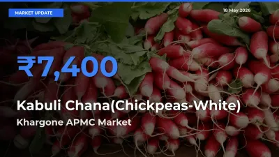 Khargone APMC Tops Kabuli Chana(Chickpeas-White) Rates – May 18 Market Update
