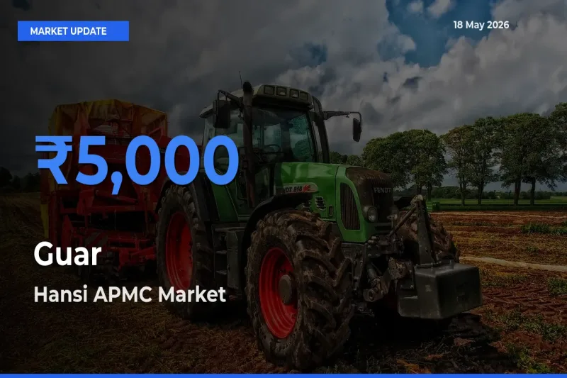 Hansi APMC Emerges as Top Mandi for Guar Prices Today