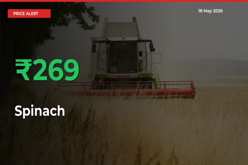 This Mandi Records 269.45% Jump in Spinach Prices