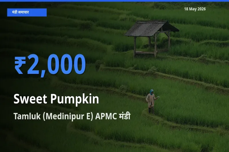 Tamluk (Medinipur E) APMC में लाल कद्दू का आज सबसे ऊँचा भाव