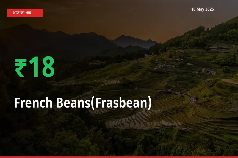 किसानों के लिए खुशखबरी! स्थानीय मंडी में फ़्रेंच बीन्स (फ़्रासबीन) 17.82% उछला