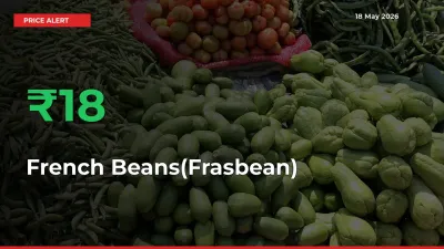 Sharp Jump! French Beans(Frasbean) Prices Climb 17.82% in 24 Hours at Key Mandis