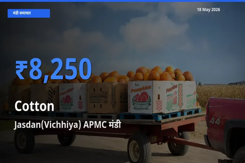 Jasdan(Vichhiya) APMC में कपास का आज सबसे ऊँचा भाव