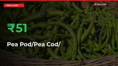 50.81% Spike in Pea Pod/Pea Cod/हरी मटर Prices – Mandi Sees Sudden Rally