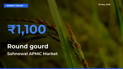 Sahnewal APMC Tops Round gourd Rates – May 18 Market Update