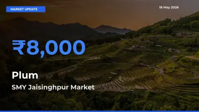 Plum Mandi Rate Today: SMY Jaisinghpur Tops the List