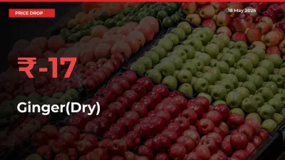 Ginger(Dry) Falls 16.89% at Mandis