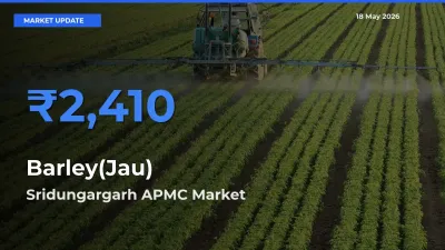 Top Performer! Sridungargarh APMC Offers Best Barley(Jau) Price Today