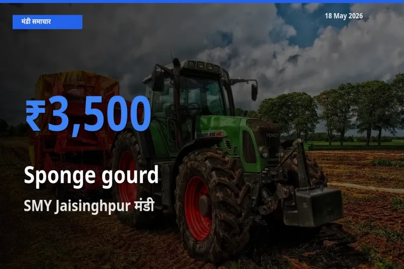 आज तोरई (नेनुआ) के सबसे ऊँचे दाम ₹3,500 SMY Jaisinghpur मंडी में