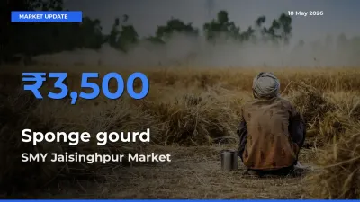 Farmers Prefer SMY Jaisinghpur as Sponge gourd Hits Highest Rate