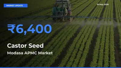 Modasa APMC Tops Castor Seed Mandi Rates Today