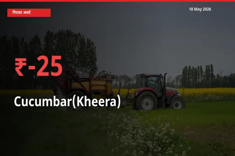 18 May अपडेट: खीरा के दाम मंडी में 24.76% गिरे