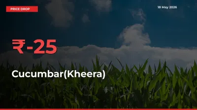 Farmers Alert as Cucumbar(Kheera) Prices Slide 24.76% in Local Mandis