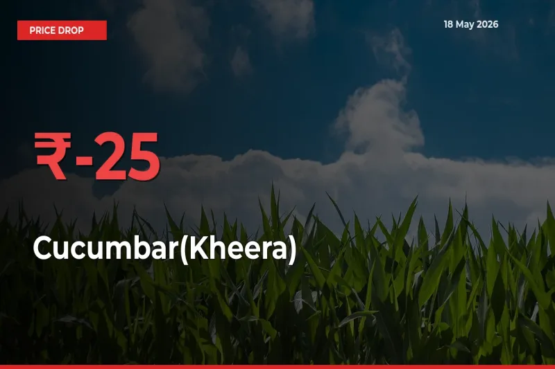 Farmers Alert as Cucumbar(Kheera) Prices Slide 24.76% in Local Mandis