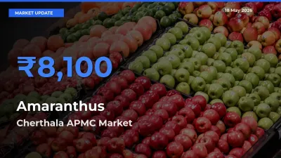 Amaranthus Mandi Rate Today: Cherthala APMC Tops the List