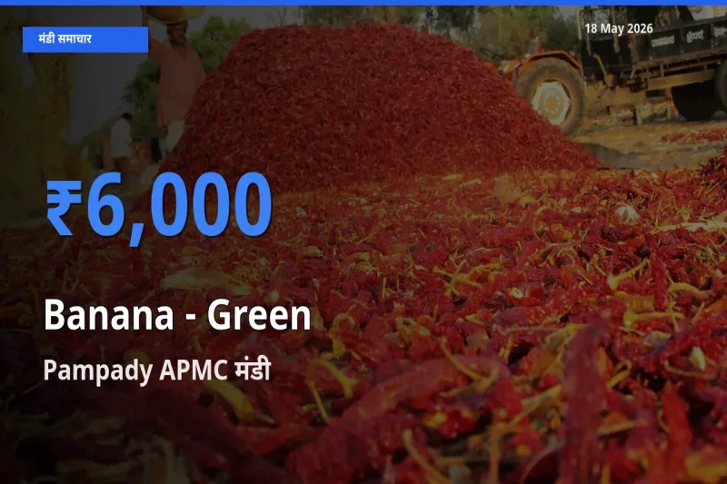 किसानों की पसंद बना Pampady APMC, केला - हरा के सबसे अच्छे दाम