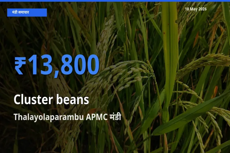 Thalayolaparambu APMC मंडी में ग्वार फली ₹13,800 पर पहुँचा – आज का सर्वोच्च भाव