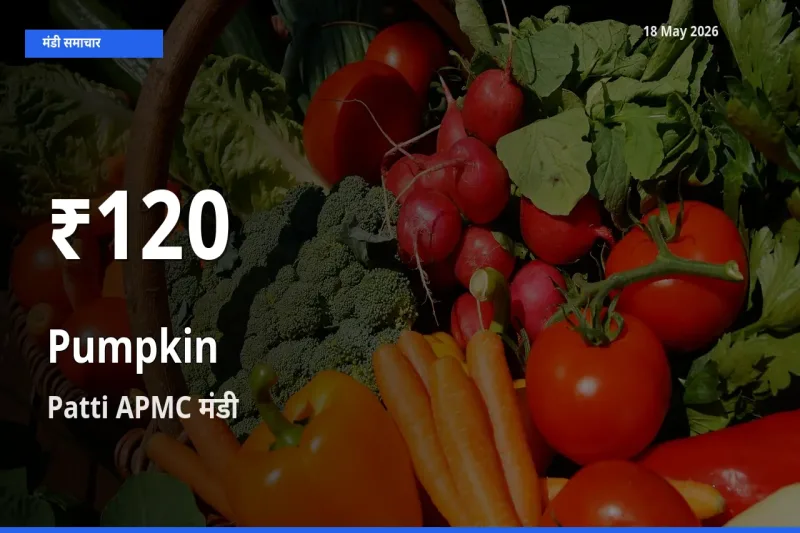 Patti APMC में कद्दू के दाम 30 दिन के न्यूनतम स्तर पर, आज का मंडी भाव देखें