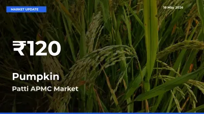 Sharp Fall! Pumpkin Prices Drop to 30-Day Low in Patti APMC