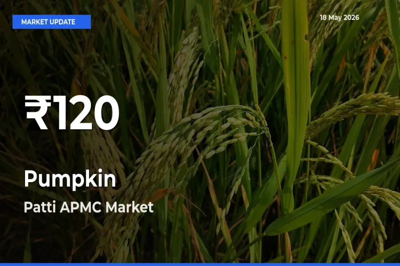 Sharp Fall! Pumpkin Prices Drop to 30-Day Low in Patti APMC