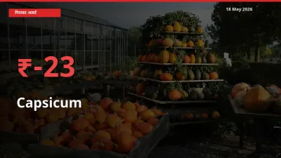 शिमला मिर्च 23.34% गिरा, मंडी