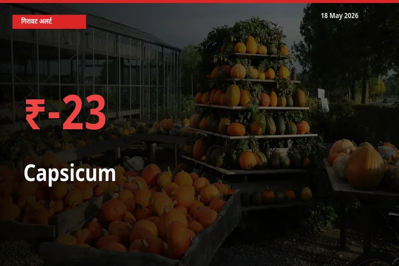 शिमला मिर्च 23.34% गिरा, मंडी