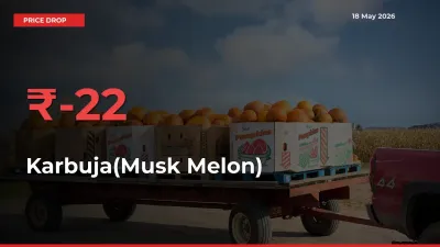 Karbuja(Musk Melon) Prices Drop 22.49% in 24 Hours at Major Mandis