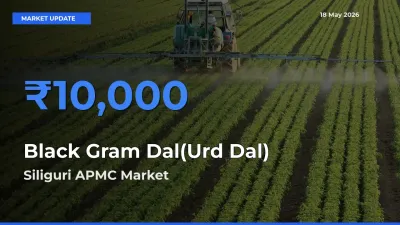 Siliguri APMC Emerges as Top Mandi for Black Gram Dal(Urd Dal) Prices Today
