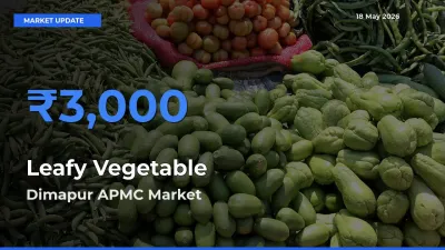 Top Performer! Dimapur APMC Offers Best Leafy Vegetable Price Today