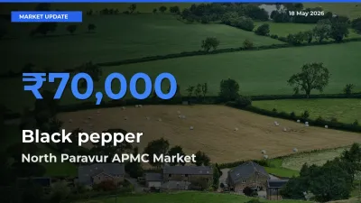 Black pepper Mandi Rate Today: North Paravur APMC Tops the List