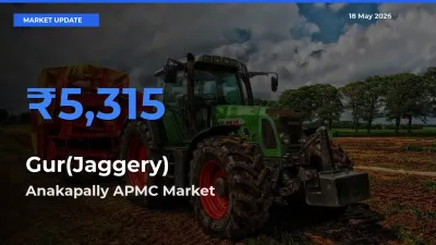 Market Watch: Anakapally APMC Becomes Top Mandi for Gur(Jaggery)
