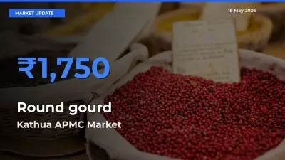 Round gourd Mandi Rate Today: Kathua APMC Tops the List