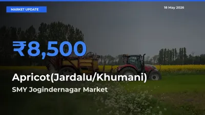 SMY Jogindernagar Leads as Top Mandi for Apricot(Jardalu/Khumani) Prices