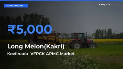 Market Watch: Kovilnada  VFPCK APMC Becomes Top Mandi for Long Melon(Kakri)