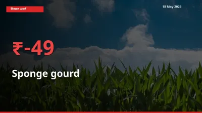 49.39% की गिरावट! मंडी में तोरई (नेनुआ) के दाम अचानक टूटे