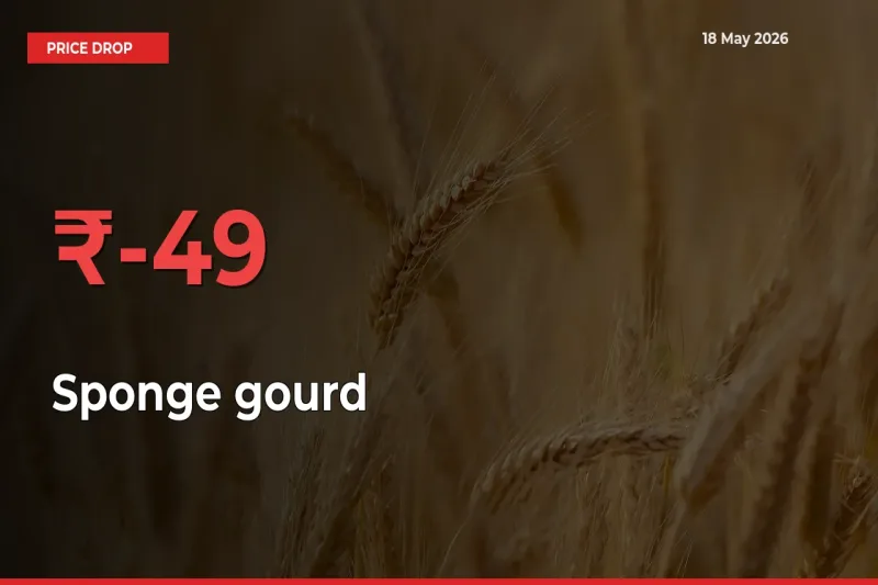 Sponge gourd Prices Drop 49.39% – May 18 Market Update from Mandis