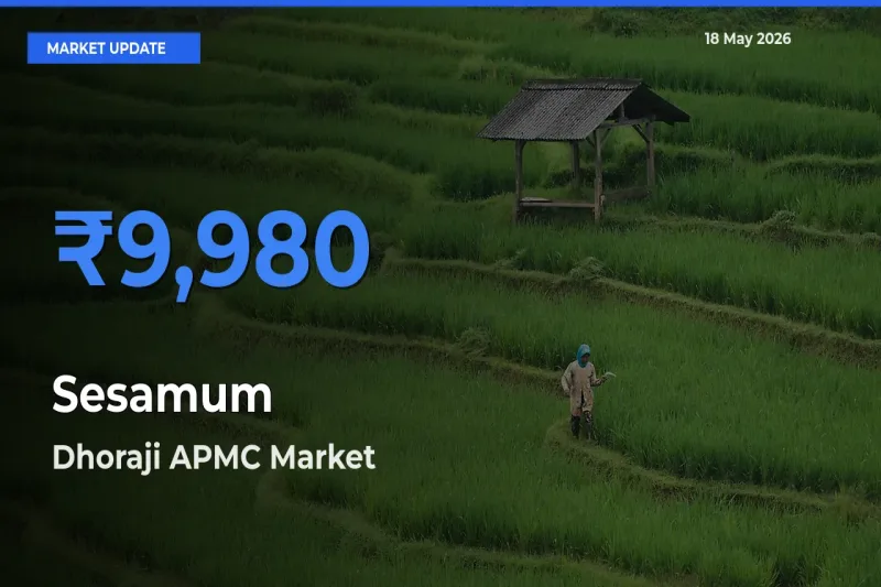 Dhoraji APMC Tops Sesamum Rates – May 18 Market Update