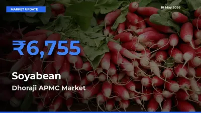 Dhoraji APMC Tops Soyabean Rates – May 18 Market Update