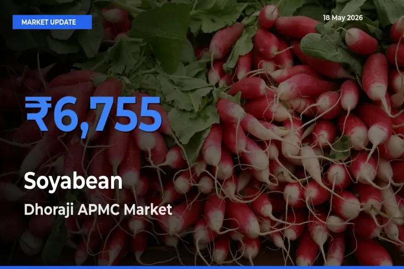 Dhoraji APMC Tops Soyabean Rates – May 18 Market Update