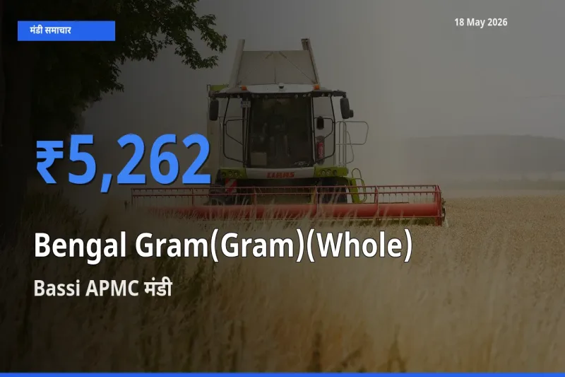 Bassi APMC में चना (साबुत) का आज सबसे ऊँचा भाव