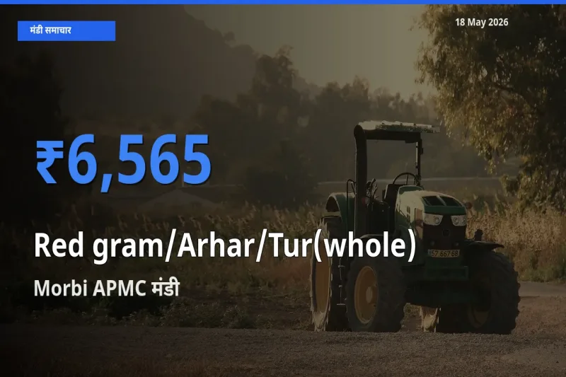 Morbi APMC मंडी में आज साबुत अरहर के सबसे ऊँचे दाम दर्ज