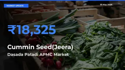 Market Watch: Dasada Patadi APMC Becomes Top Mandi for Cummin Seed(Jeera)