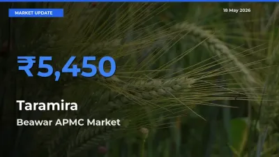 Beawar APMC Leads as Top Mandi for Taramira Prices