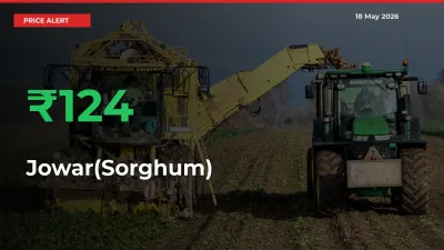 Farmers Cheer as Jowar(Sorghum) Prices Surge 124.47% in Local Mandis