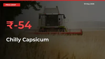 Chilly Capsicum Mandi Rate Today: Prices Fall 53.85% at Market